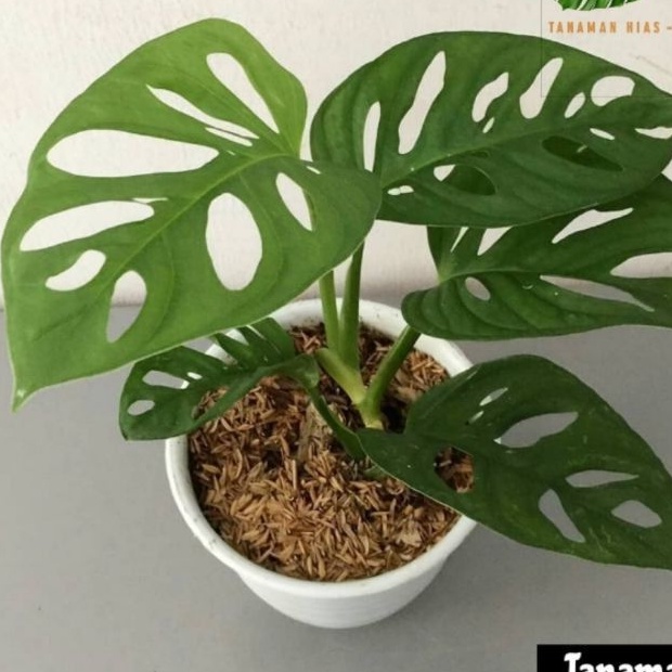 TANAMAN HIAS JANDA BOLONG RIMBUN/JANDA BOLONG MURAH