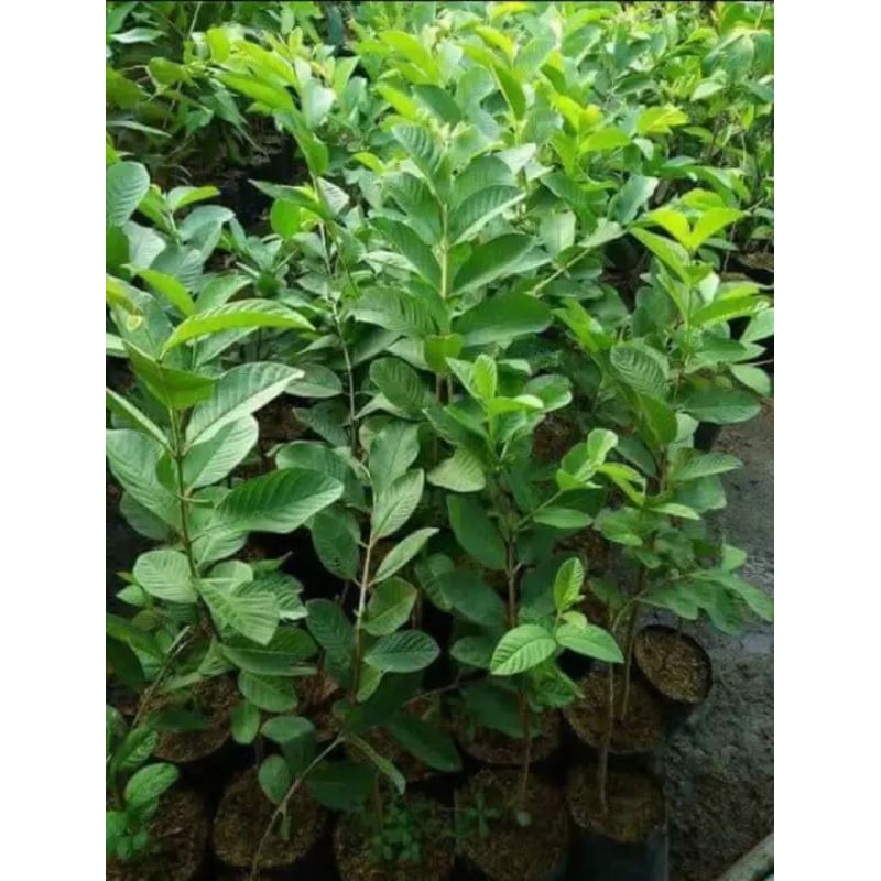 bibit jambu sukun putih