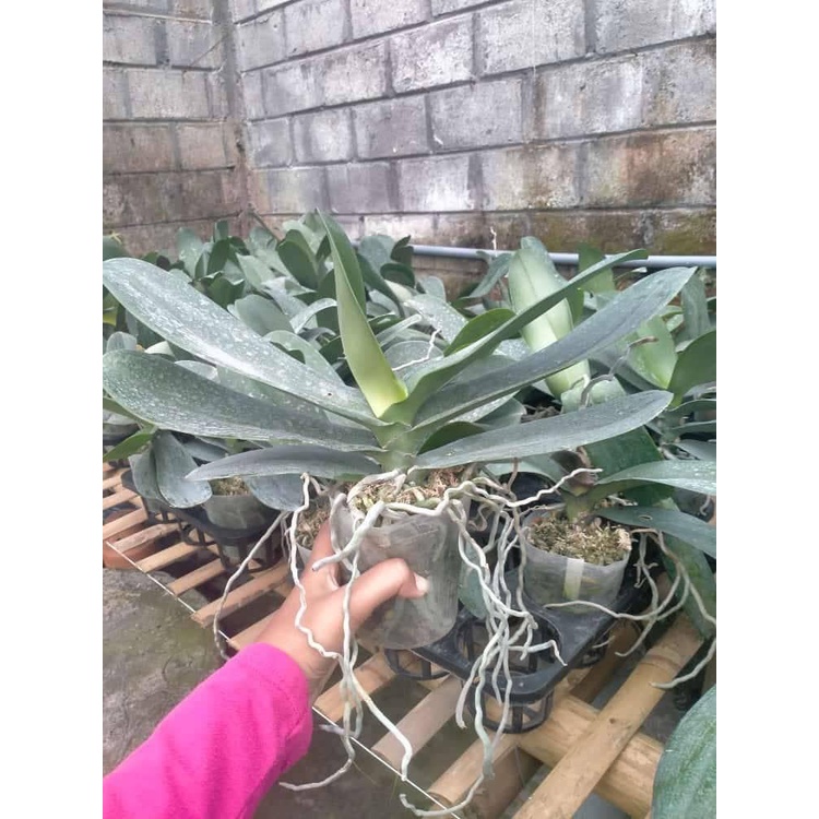 Angbul dewasa premium pasca bunga