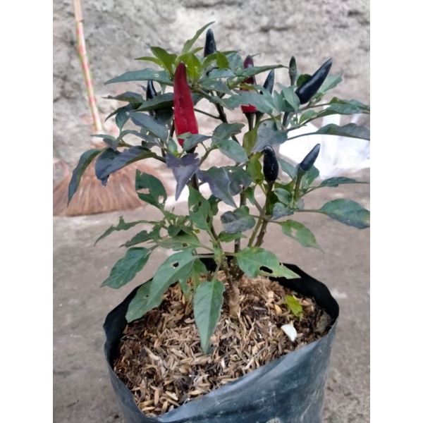 bibit cabe hias hidup blak royal