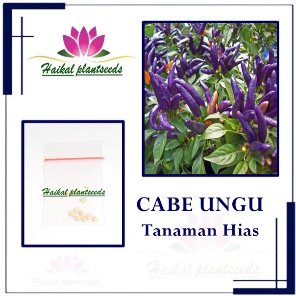 

10 /Biji Benih Tanaman Cabe Pepper ungu tanaman hias