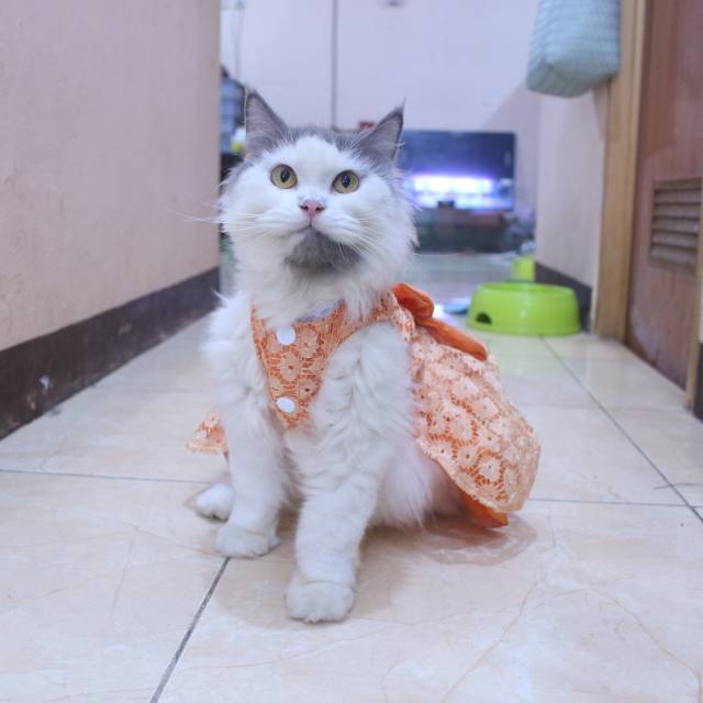 Dress satin renda orange lucu untuk kucing dan anjing / baju anjing kucing murah size S-XL