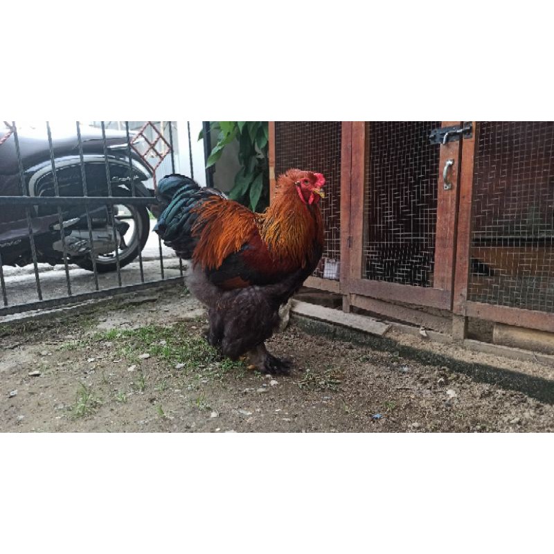 Telur Fertil Ayam Hias Brahma Gold Patridge (Tetasan) - BGP020596-001