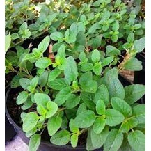 Bibit oregano murah - TANAMAN HERBAL OREGANO