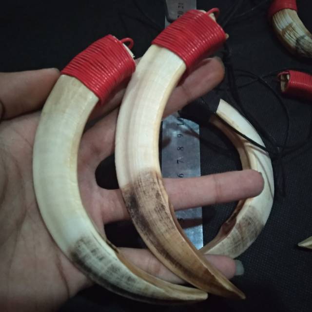 Taring babi hutan asli 12 cm