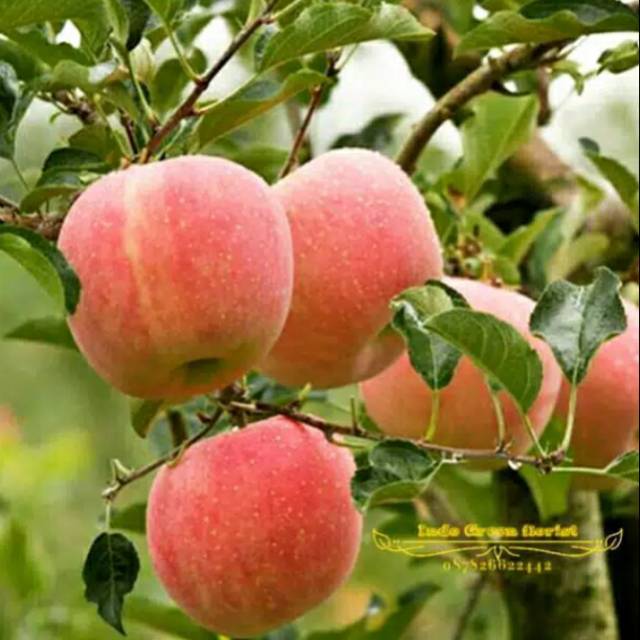 Bibit tanaman buah apel pink honey siap berbuah-1