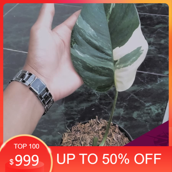 Bibit Monstera Varigata/Bibit Monstera Epipremnum Varigata