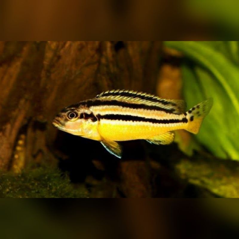 Ikan Hias Siklid Niasa