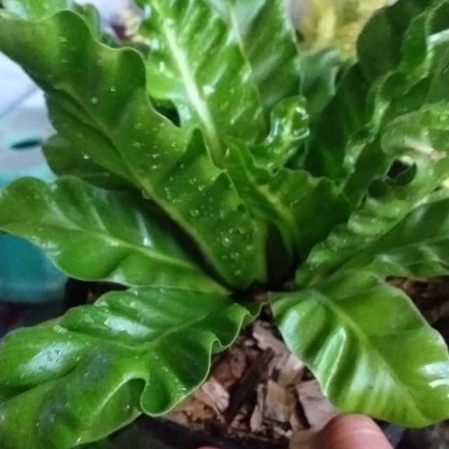 Bunga lasakna / benih herbal / hiasan taman
