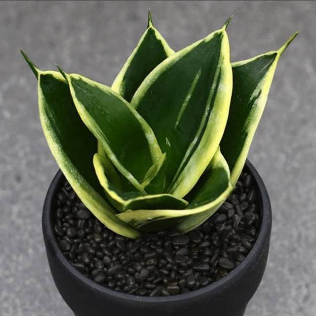 Tanaman hias sansevieria black star | Shopee Indonesia