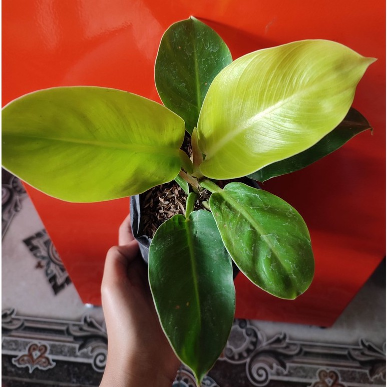 Bunga Philodendron Moonlight Cantik Murah