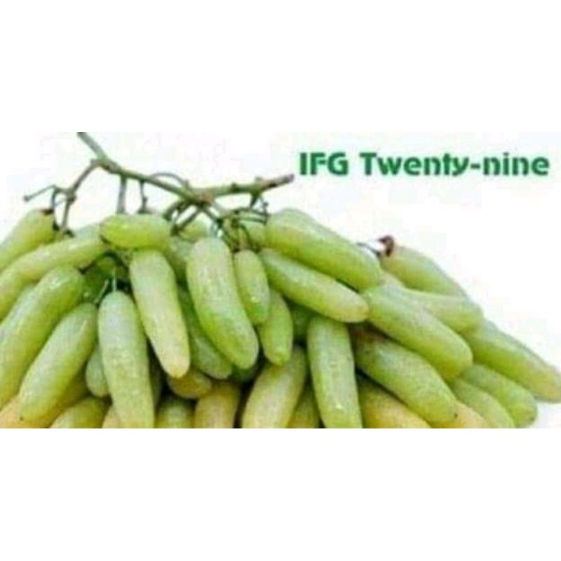 bibit anggur import fenomenal 2021, ifg 29/waterfall