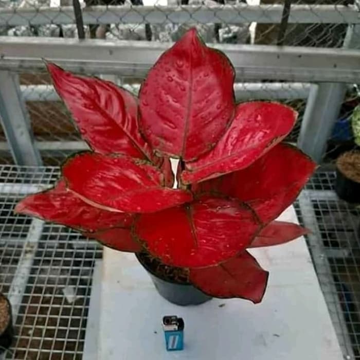 Tanaman hias aglonema red anjamani - Aglonema red anjamani