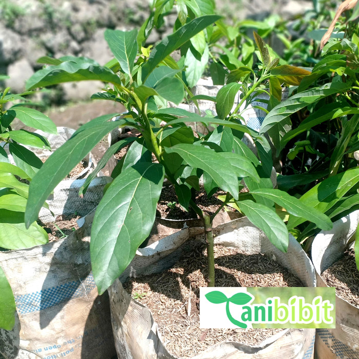 Pohon Alpukat Miki Okulasi - Bibit Alpukat Ori