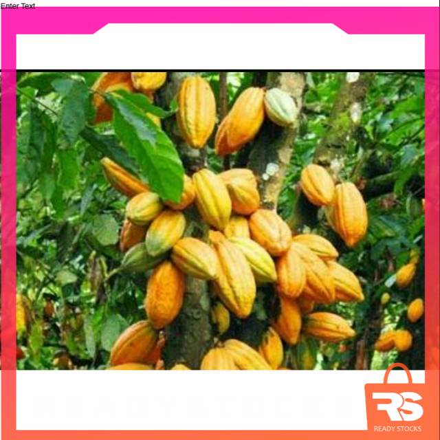 

Buah COklat Kako Kakau matang Langsung petik