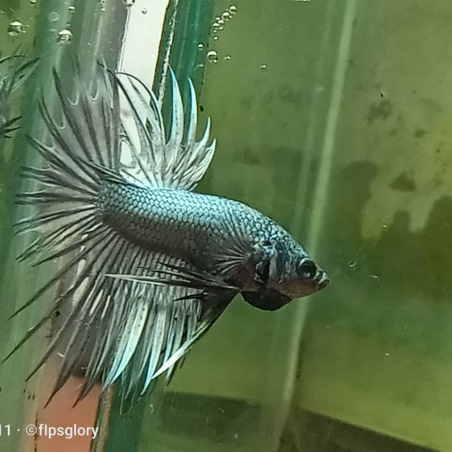 Jual Cupang Crowntail Cooper Shopee Indonesia
