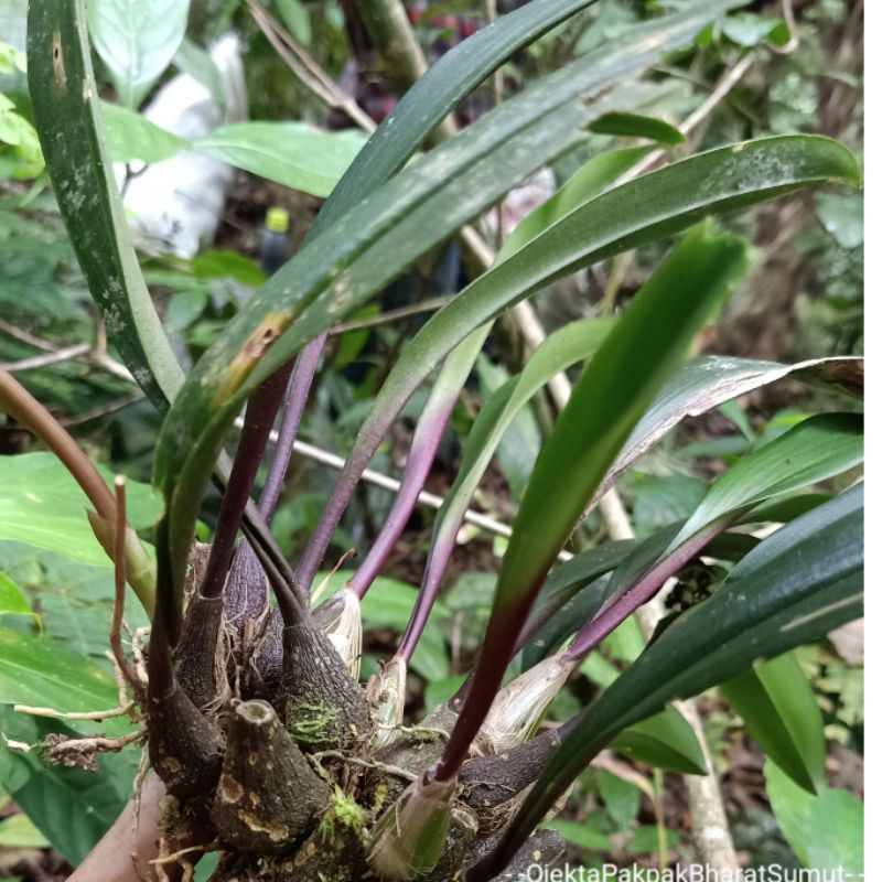 Tanaman Anggrek Ciboni Mbara Anggrek Hutan Sumatera Outdoor Indoor