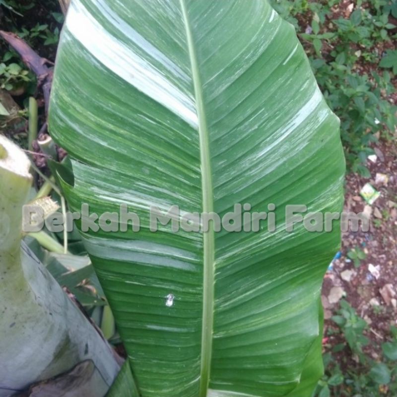 bibit tanaman buah pisang varigata Unik