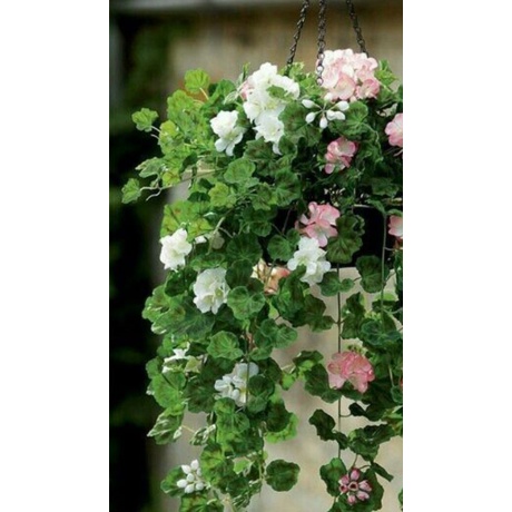 TANAMAN HIAS GANTUNG GERANIUM