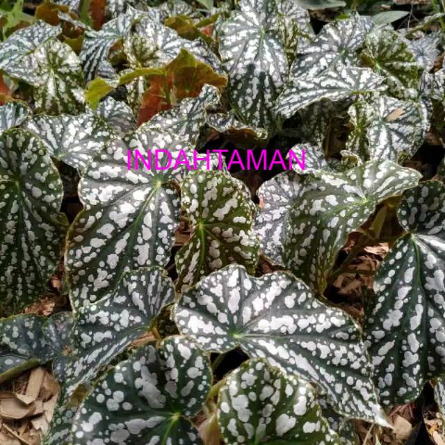 promo Tanaman indoor begonia polkadot silver - begonia - begonia Maya - begonia maculata
