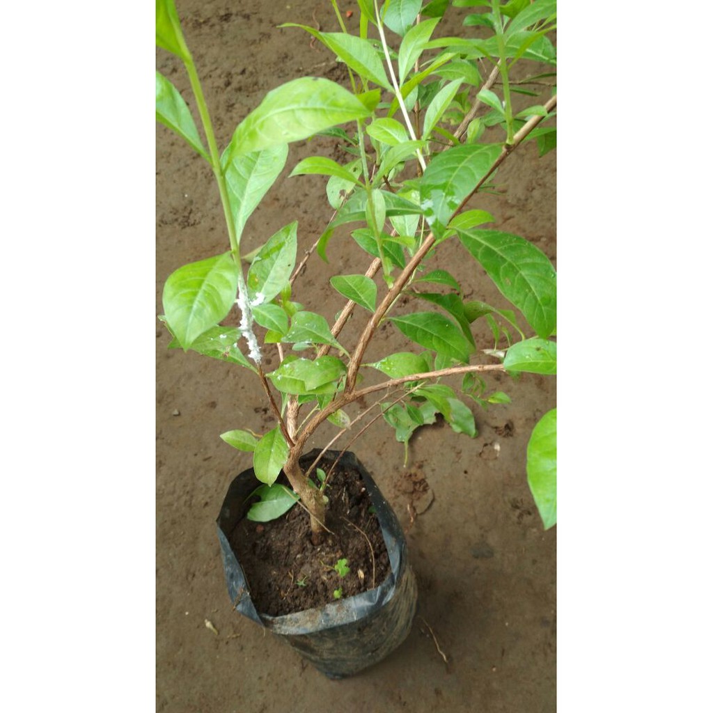 Bibit Tanaman Pacar Cina