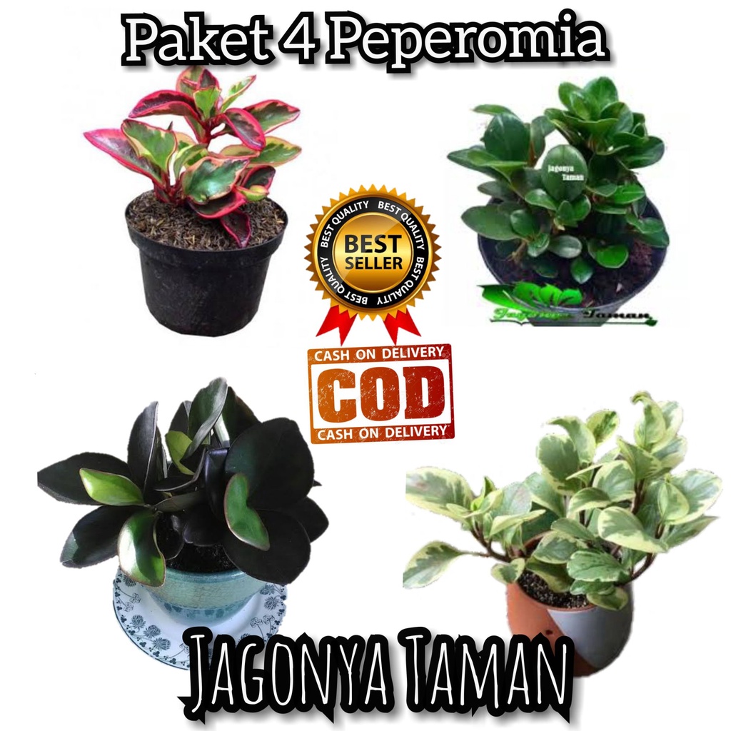 Paket 4 tanaman hias peperomia / Peperomia watermelon / Peperomia Merah / Peperomia Varigata / Hijau