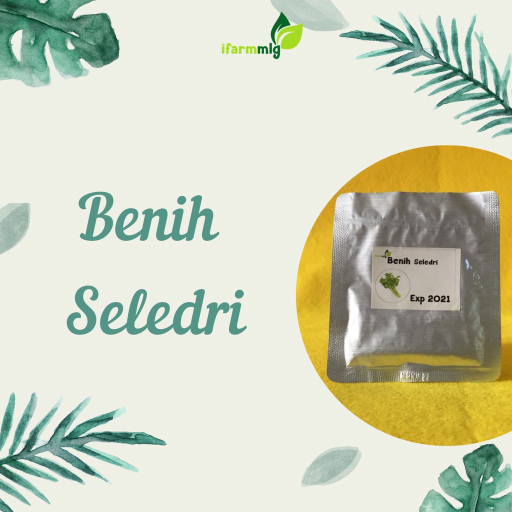 Benih Bibit Seledri 125 biji - Benih Seledri Hidroponik