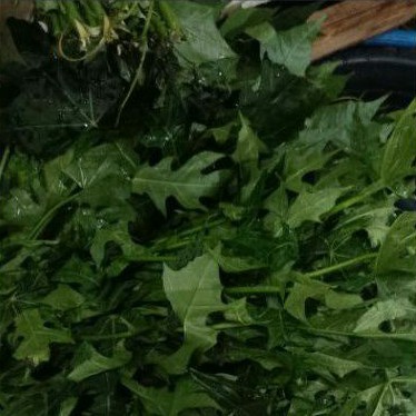 

Daun Pepaya Jepang