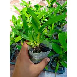 TANAMAN ANGGREK DENDROBIUM MELINTIR DEWASA