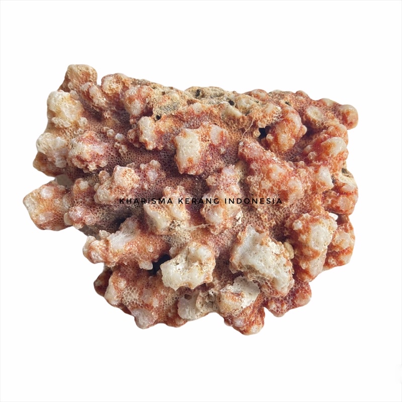 CORAL LAUT ORANGE ASLI BATU CORAL ALAMI CORAL AQUASCAPE CORAL LAUT AQUARIUM BATU CORAL PUTIH BATU CO