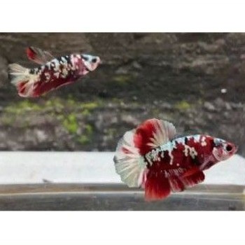 ikan cupang iron man bahanan