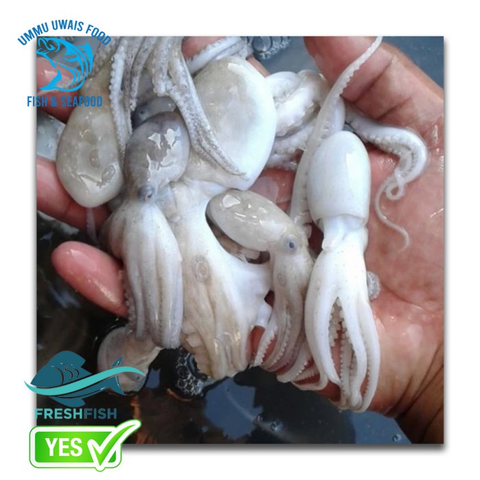 

Bayi Gurita Fresh / Bukan Frozen / 1 Kilogram