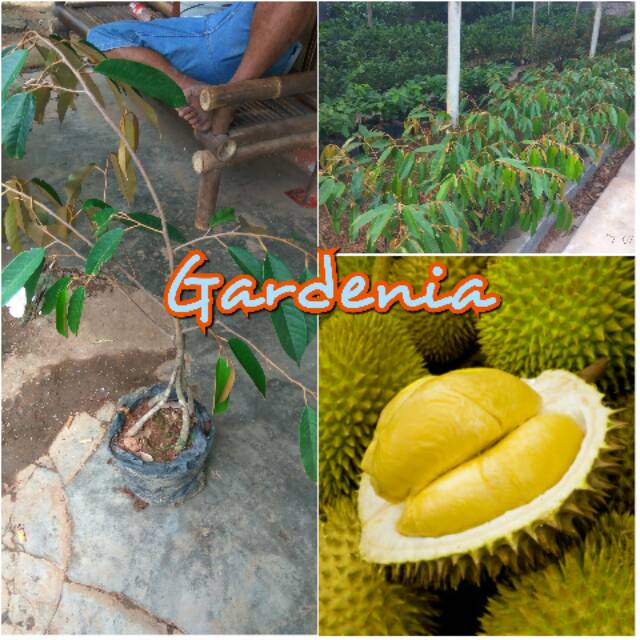 

Bibit Durian Montong kaki 4