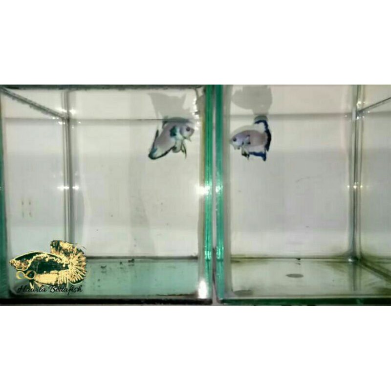 Blue Rim (Bettafish / ikan cupang)