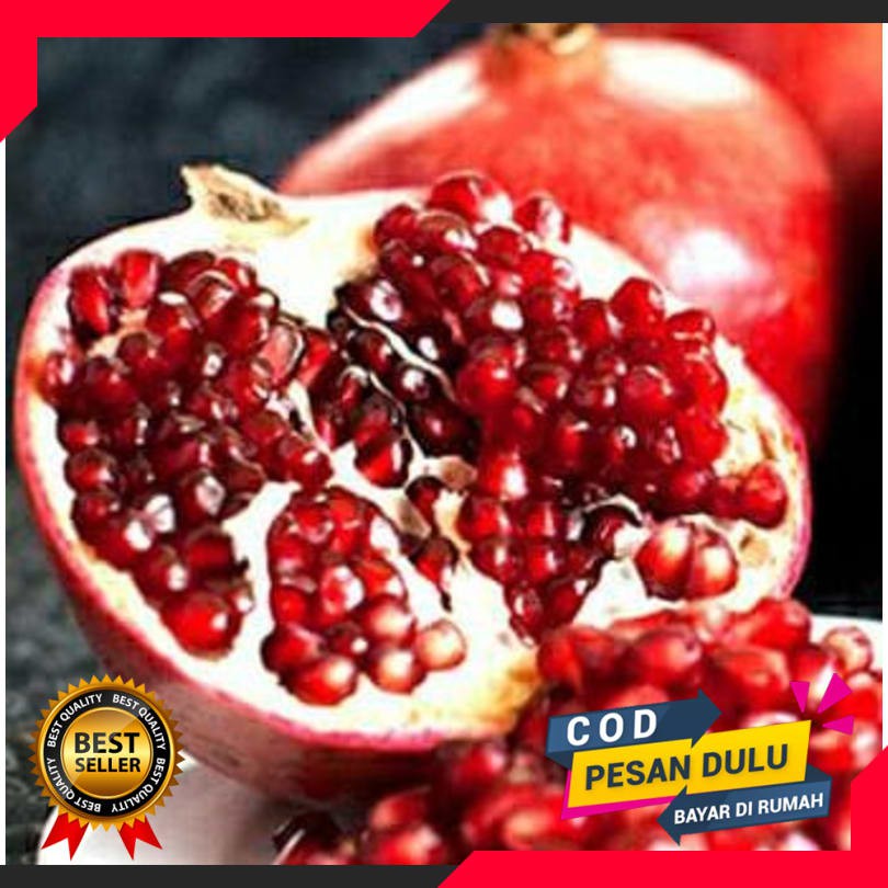 Bibit buah delima merah biji lunak red ruby pomegranate spanyol