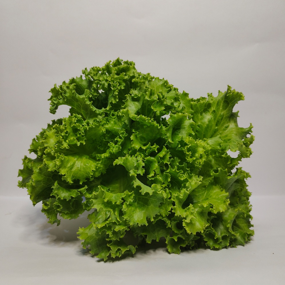 

Sayuran Hidroponik Selada Hijau / Green Leaf Lettuce, Sayuran Sehat Bernutrisi