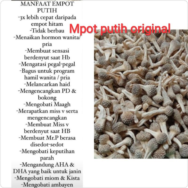 Empot putih utuh Original