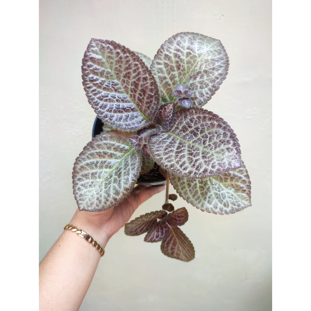 Tanaman Bunga Episcia Impor Little Pom-Pom Bunga Episcia Import Tanaman Bunga Murah