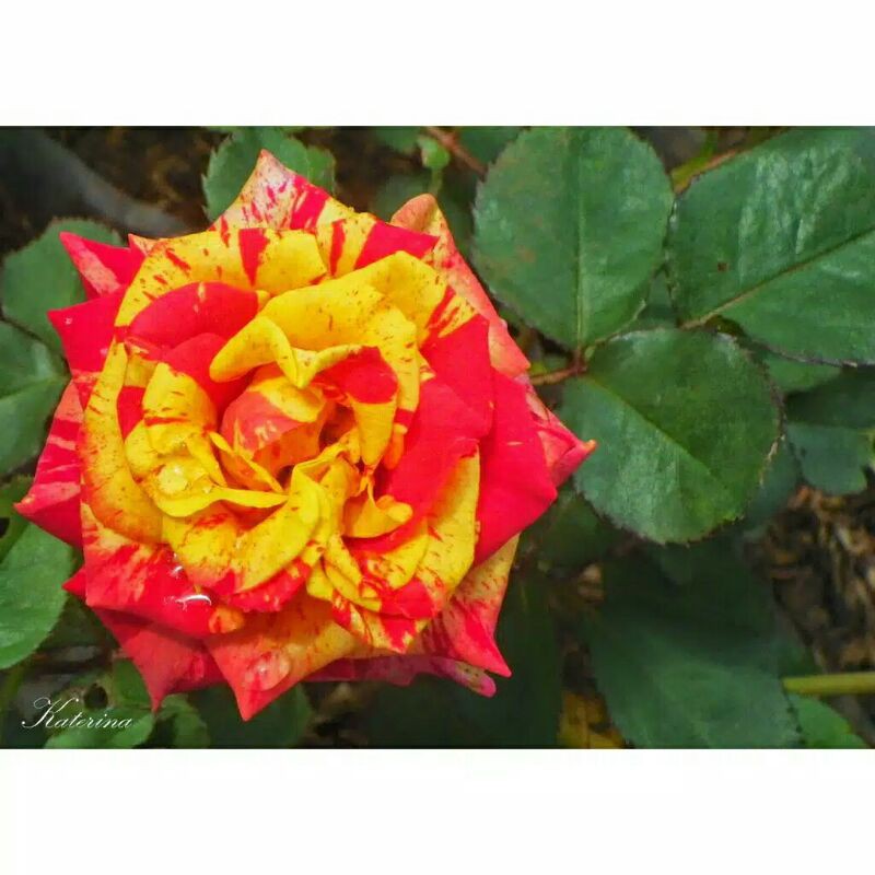 Tanaman  Bunga Mawar Kampung