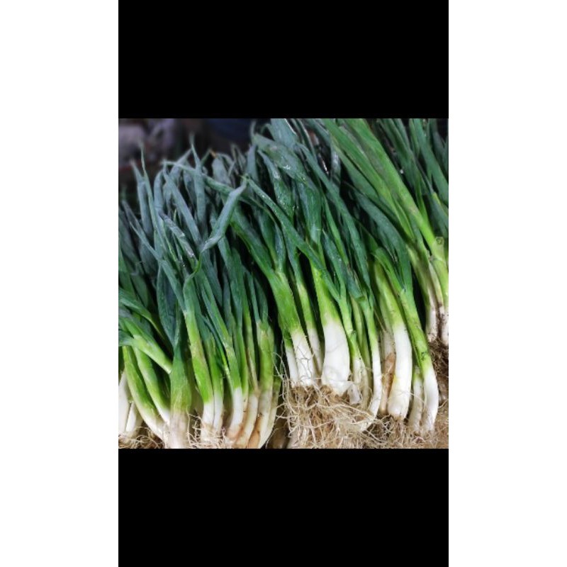 

Bawang daun 100 gr