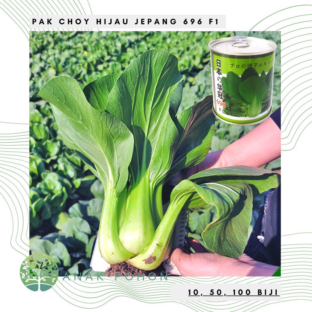 Benih Bibit Biji - Pak Choy Hijau Varietas Mahkota Jepang 696 Hibrida F1 Pakcoy Seeds - Panen Dalam 35 Hari