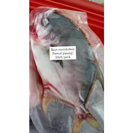 

IKAN MARUKOBAN/BAWAL JEPANG