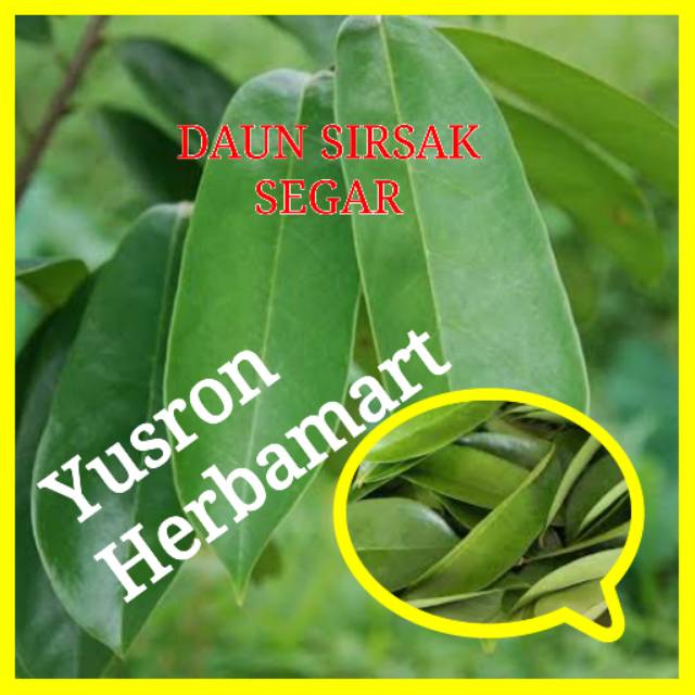 

DAUN SIRSAK SEGAR HERBAL KANKER TUMOR ASAM URAT PAKET 100 DAUN