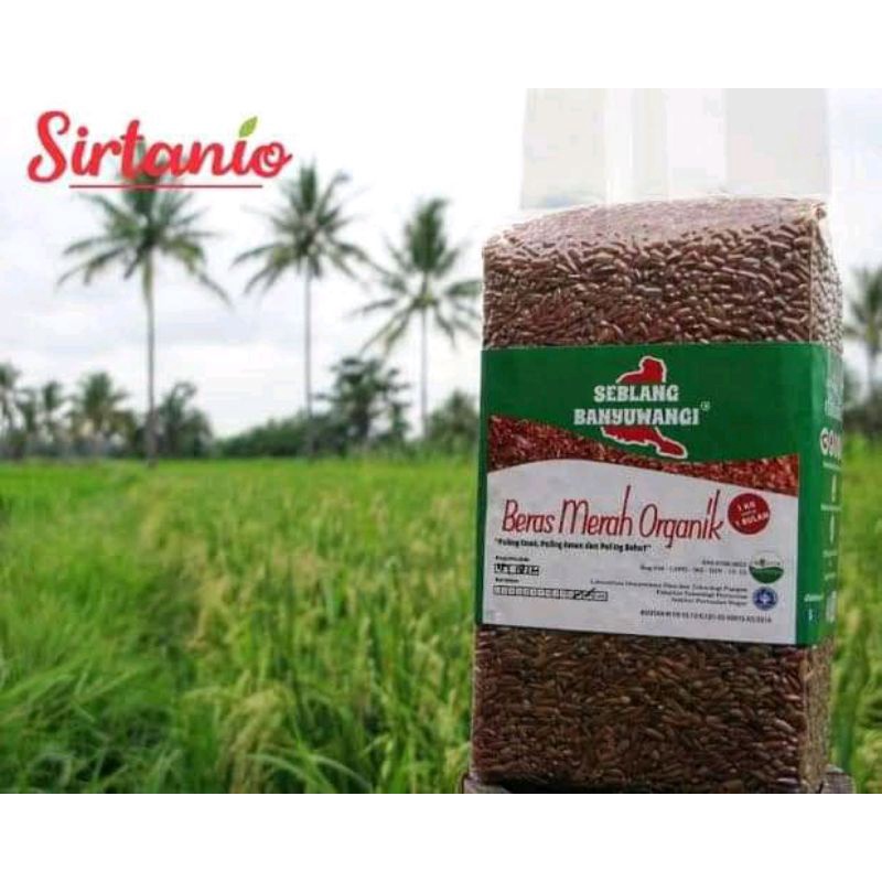 

BerasMerahOrganikSeblangBanyuwangi
