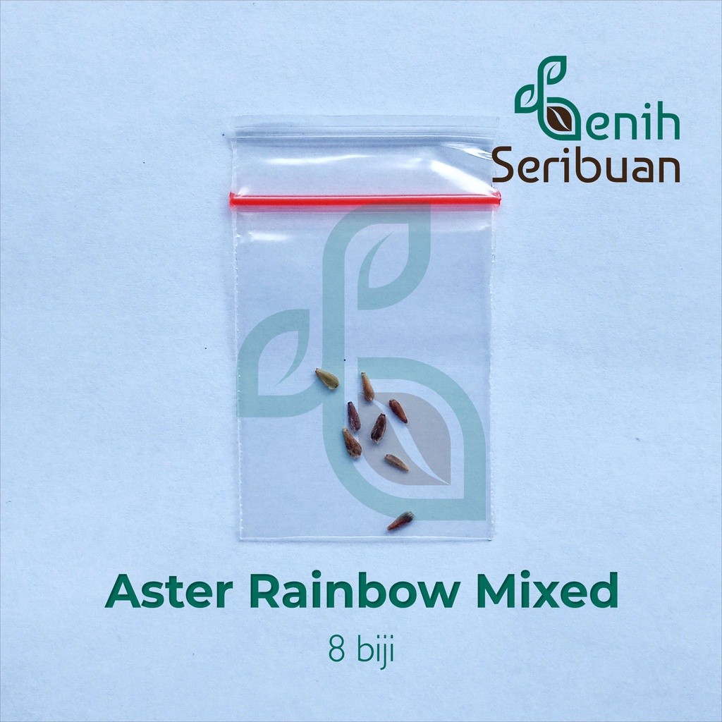 8 Bibit Bunga Aster Rainbow Mix Benih Tanaman Aster Warna-warni Mixed Import Kualitas Premium Super