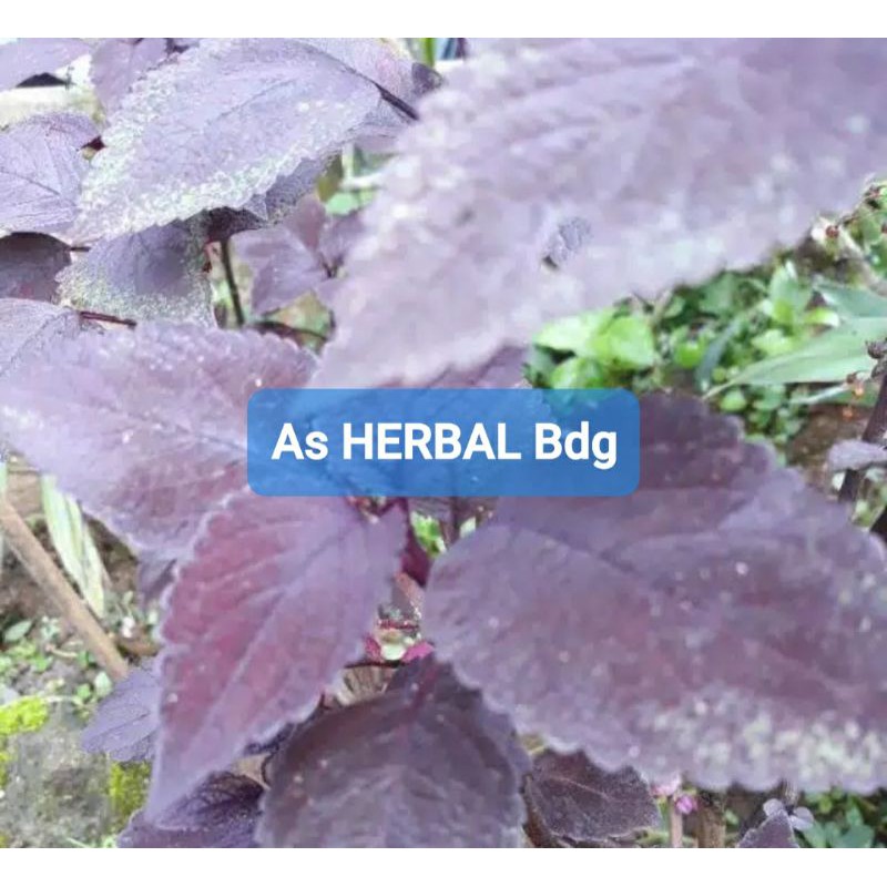

Paket 1 Kg Daun iler atau Jawer Kotok Segar-az