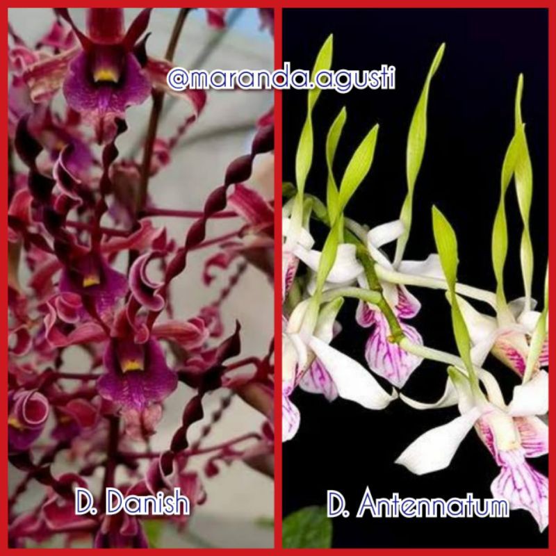 Seedling D. Danish X Antennatum