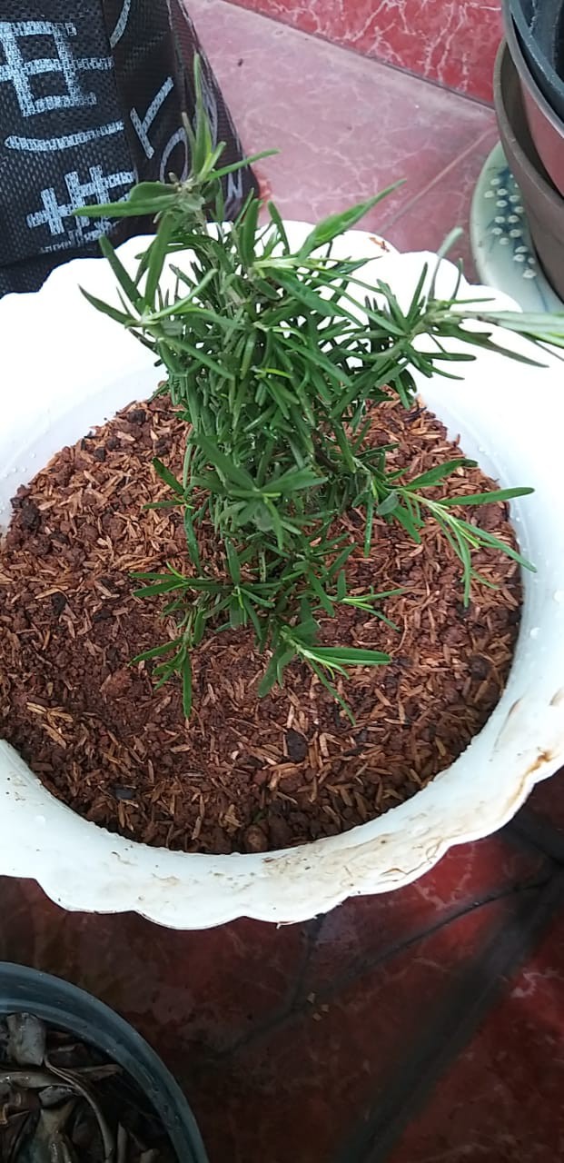 Bibit Rosemary