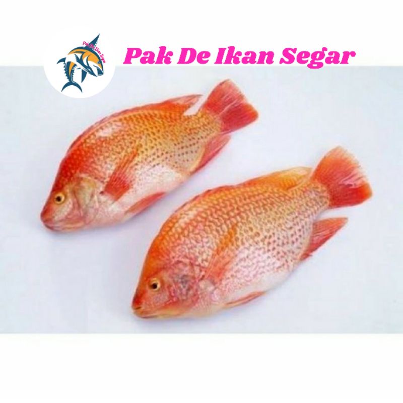 

Ikan Nila Merah Segar.1-5 ekor/kg.