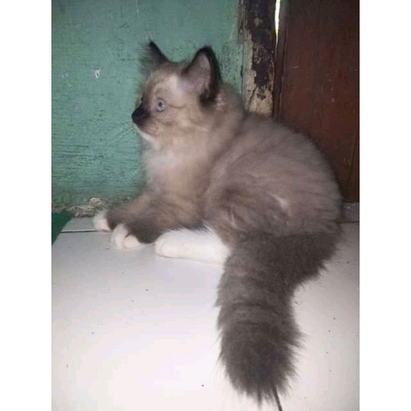 anak kucing himalaya jantan